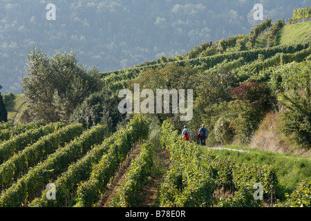 Weinberge in der Nähe von Spitz, Wachau, Waldviertel Bezirksgerichts, Niederösterreich, Europa Stockfoto