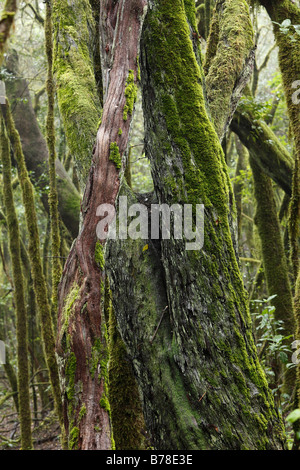 Moosbedeckten Baumstämme in einem Nebelwald Garajonay National Park, La Gomera, Kanarische Inseln, Spanien, Europa Stockfoto