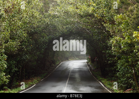 Straße führt durch ein Nebelwald Garajonay National Park, La Gomera, Kanarische Inseln, Spanien, Europa Stockfoto