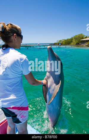 Delfin-Trainer Ausbildung einen Delphin ein Biologie-Unterricht in Anthony's Key Resort, Roatan, Honduras, Mittelamerika Stockfoto