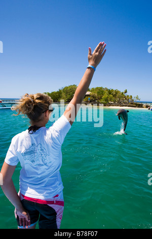 Delfin-Trainer Ausbildung einen Delphin ein Biologie-Unterricht in Anthony's Key Resort, Roatan, Honduras, Mittelamerika Stockfoto