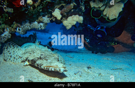 Tentakeln Flathead oder Crocodilefische (Papilloculiceps Longiceps), Rotes Meer, Ägypten, Afrika Stockfoto