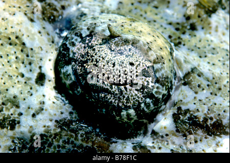 Auge eines Tentacled Flathead oder Crocodilefische (Papilloculiceps Longiceps), Rotes Meer, Ägypten, Afrika Stockfoto