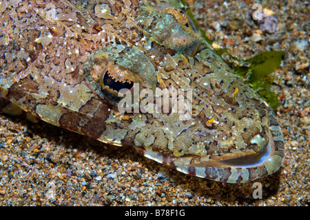 Tentakeln Flathead oder Crocodilefische (Papilloculiceps Longiceps), Philippinen Stockfoto