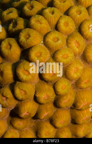 Favia Koralle (Favia sp) mit angehenden Polypen, Roatan, Karibik, Mittelamerika Stockfoto