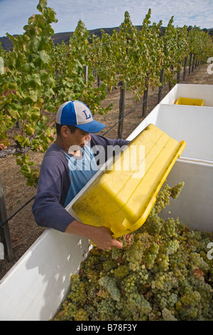 Ein Landarbeiter holt SAUVIGNON BLANC Trauben am JOULLIAN Weinberge CARMEL VALLEY in Kalifornien Stockfoto