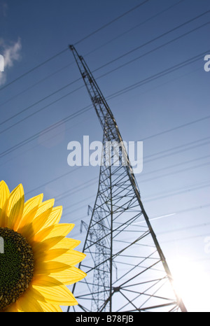 Strommast Entladung Strom aus dem Dampfanlage der Firma Eon, Sonnenblume daneben, Großkrotzenburg, Hessen, Deutschland, Stockfoto