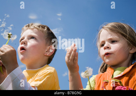 Junge, 3 Jahre, und Mädchen, 4 Jahre, bläst Blowballs Löwenzahnsamen (Taraxacum Officinale), der Schweiz, Europa Stockfoto