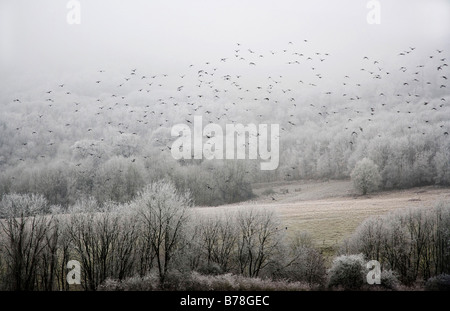 Vögel im Flug an einem nebligen, frostigen Wintermorgen Stockfoto