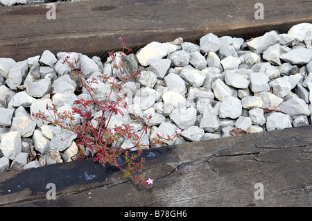 Pflanze, die zwischen den Gleisen, erhöhten Blick Stockfoto