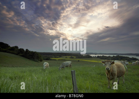 Kühe auf einer Weide Lieps-See, Usadel, Mecklenburg-Western Pomerania, Deutschland, Europa Stockfoto