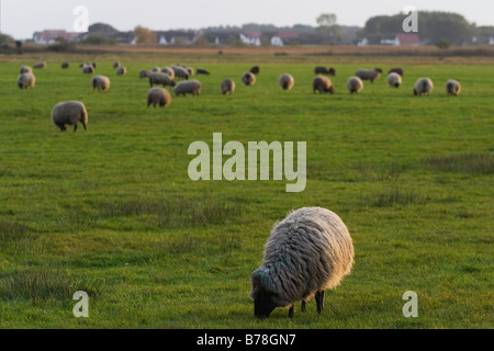 Schafe auf einer Wiese, Neuendorf, Insel Hiddensee, Mecklenburg-Western Pomerania, Deutschland, Europa Stockfoto