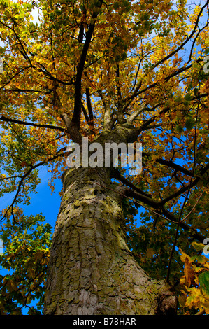 Ahorn oder Bergahorn (Acer Pseudoplatanus) unter Herbstfarben in Schwerin, Mecklenburg-Western Pomerania, Deutschland, Euro Stockfoto