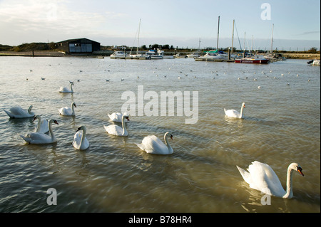 Schwäne am Fluss Arun Littlehampton West Sussex UK Stockfoto