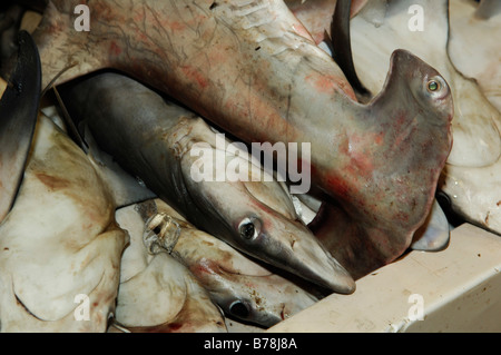 Hammerhai am Fischmarkt in Deira, Dubai, Vereinigte Arabische Emirate, Vereinigte Arabische Emirate, Naher Osten Stockfoto