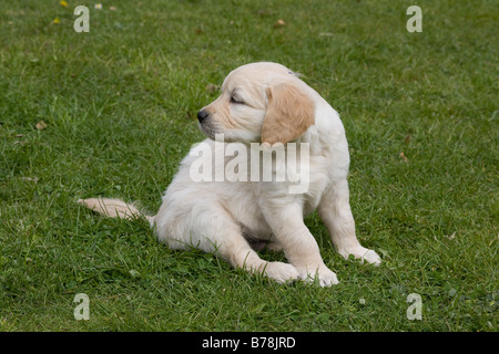 Alfie (Yorkbeach Sandburg) einen männlichen golden Retriever Welpe freut sich draußen auf dem Rasen im Garten hinter dem Haus Züchter. Stockfoto