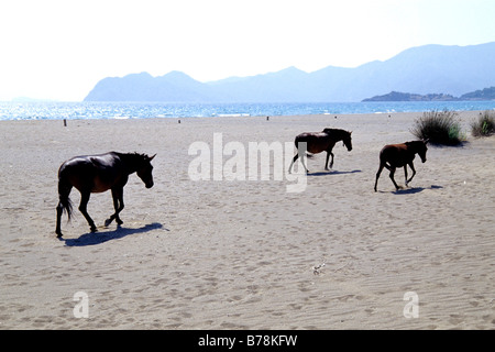 Pferde in der Natur zu reservieren, Iztuzu Strand, Turtle Beach, Daylan, Provinz Mugla, Mittelmeer, Türkei Stockfoto