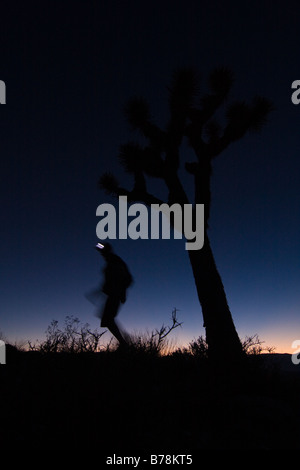 Eine Silhouette eines Mannes Wandern durch einen Joshua Baum bei Sonnenuntergang in der Nähe von Lone Pine in Kalifornien Stockfoto