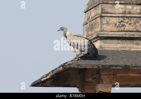 Eine indische Geier (abgeschottet Indicus) Stockfoto