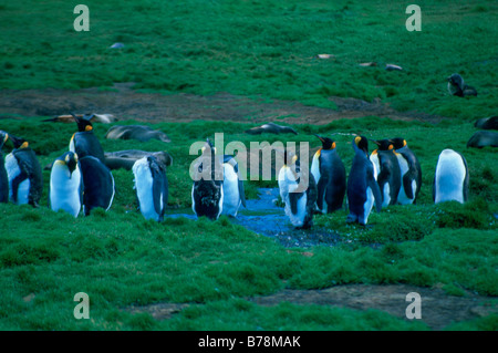 Königspinguine auf der grünen Weide in Grytviken, Südgeorgien Stockfoto