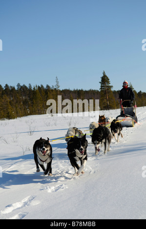 Team von Schlittenhunden auf einer Tournee in Pasvik-Tal, Melkefoss, Kirkenes, Finnmark, Lappland, Norwegen, Skandinavien, Europa Stockfoto