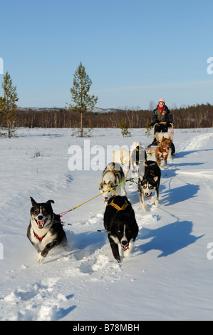 Team von Schlittenhunden auf einer Tournee in Pasvik-Tal, Melkefoss, Finnmark, Lappland, Norwegen, Skandinavien, Europa Stockfoto