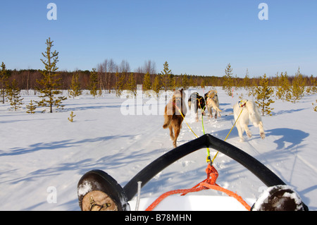 Team von geharnischten Schlittenhunden unterwegs im Pasviktal, Melkefoss, Kirkenes, Finnmark, Lappland, Norwegen, Skandinavien, Europa Stockfoto