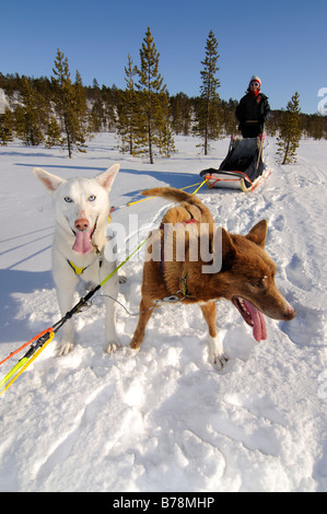 Team von Schlittenhunden auf einer Tournee in Pasvik-Tal, Melkefoss, Kirkenes, Finnmark, Lappland, Norwegen, Skandinavien, Europa Stockfoto