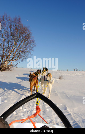 Team von Schlittenhunden auf einer Tournee in Pasvik-Tal, Melkefoss, Kirkenes, Finnmark, Lappland, Norwegen, Skandinavien, Europa Stockfoto