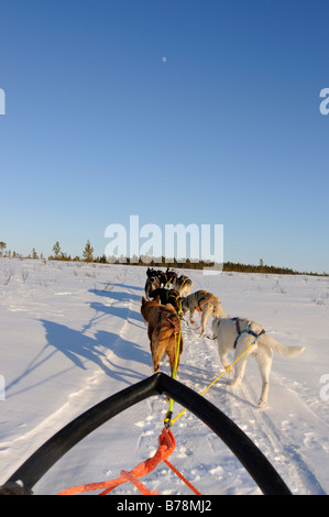 Team von Schlittenhunden auf einer Tournee in Pasvik-Tal, Melkefoss, Kirkenes, Finnmark, Lappland, Norwegen, Skandinavien, Europa Stockfoto