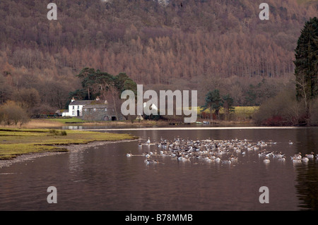 Herde von Graugänsen in Strandshag Bucht Derwent Water englischen Lake District Stockfoto