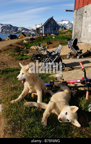 Mit dem Schlitten Sie Hundewelpen in Tasiilaq, Grönland, Ammassalik, Ostgrönland Stockfoto