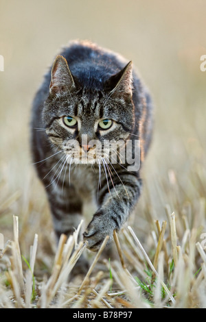 Katze, die zu Fuß über Feld, Nahaufnahme Stockfoto