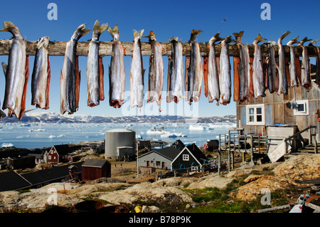 Getrockneter Fisch, Tineteqilag, Sermilik Fjord, Ostgrönland, Grönland Stockfoto