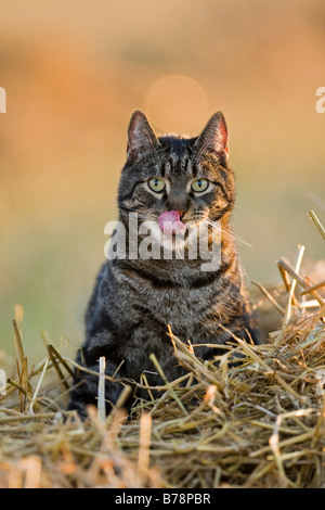 Katze in Stubblefield, Nahaufnahme Stockfoto