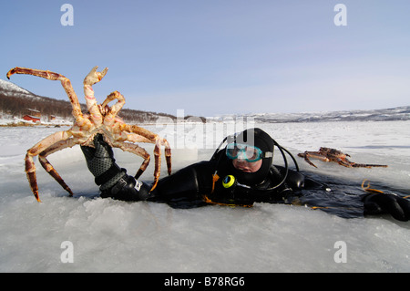 Taucher im Fjord mit Fang des roten Königskrabbe, Kirkenes, Norwegen, Skandinavien, Europa Stockfoto