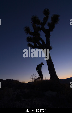 Eine Silhouette eines Mannes Wandern durch einen Joshua Baum bei Sonnenuntergang in der Nähe von Lone Pine in Kalifornien Stockfoto