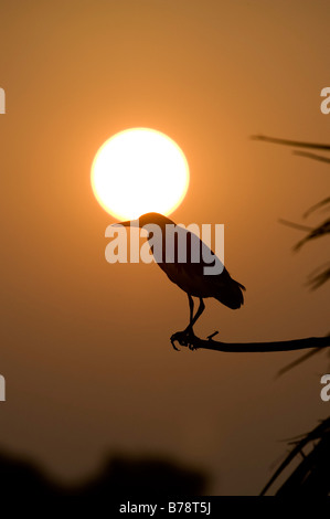 Ardeola grayii. Silhouette eines indischen Teich Heron thront auf einem Stick gegen die untergehende Sonne in der indischen Landschaft. Andhra Pradesh, Indien Stockfoto