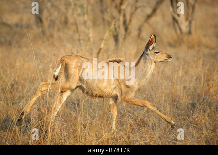 Seitenansicht des einen jungen Kudu im trockenen Steppe laufen Stockfoto