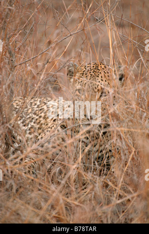 Leopard auf langen trockenen Gras liegend Stockfoto