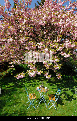 Blühende japanische Blütenkirsche (Prunus Serrulata), Frühstück im Garten Stockfoto