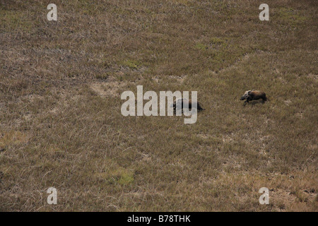 Luftaufnahme von zwei Buschschwein Wildschweine laufen Stockfoto