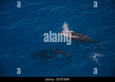 Luftaufnahme von zwei Höcker unterstützt Wale und Kalb Stockfoto