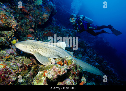 Taucher, die gerade ein Zebra Shark (Stegostoma Fasciatum) auf ein Korallenriff, Lhaviyani Atoll, Malediven, Indischer Ozean, Asien Stockfoto