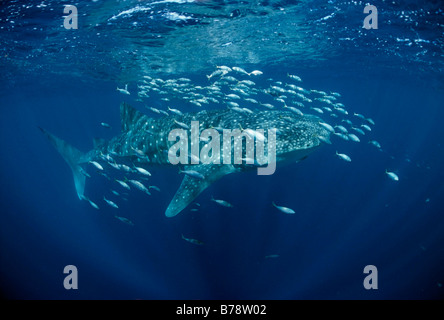 Whale Shark (Rhincodon Typus) Schwimmen unter der Oberfläche des Meeres, Ari Atoll, Malediven, Indischer Ozean, Asien Stockfoto