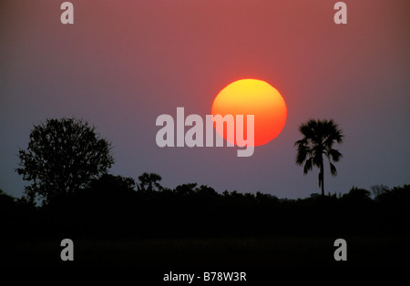 Sonnenuntergang Silhouette mit einer Palme Stockfoto