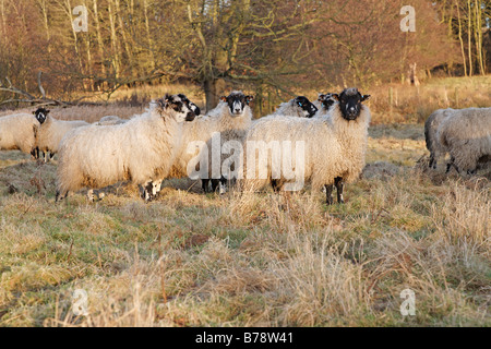 Schafbeweidung auf rauen Winter Weide Stockfoto