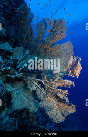 Riesige Gorgonien (Annella Mollis) auf Korallenwand mit Anthias, Brother Islands, Hurghada, Rotes Meer, Ägypten, Afrika Stockfoto