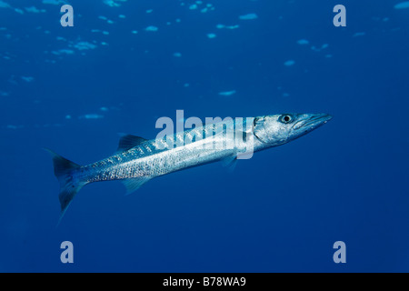 Blackfin Barracudas (größten Qenie) im blauen Wasser, Daedalus Riff, Hurghada, Rotes Meer, Ägypten, Afrika Stockfoto