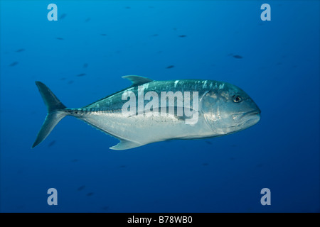 Giant Trevally (Caranx Ignobilis) Schwimmen im blauen Wasser, Brother Islands, Hurghada, Rotes Meer, Ägypten, Afrika Stockfoto